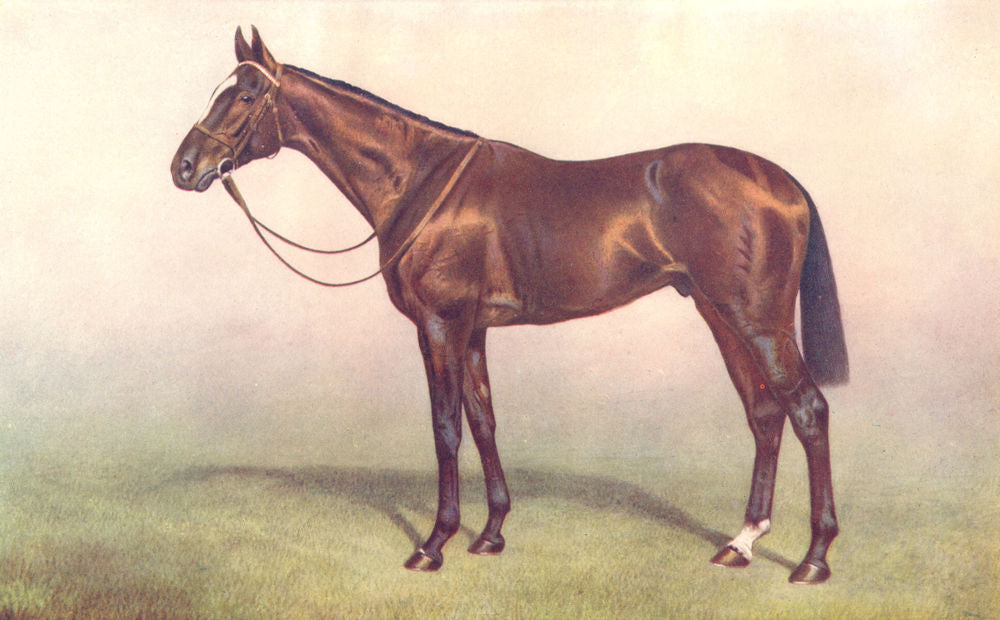 HORSES. Thoroughbred Stallion-